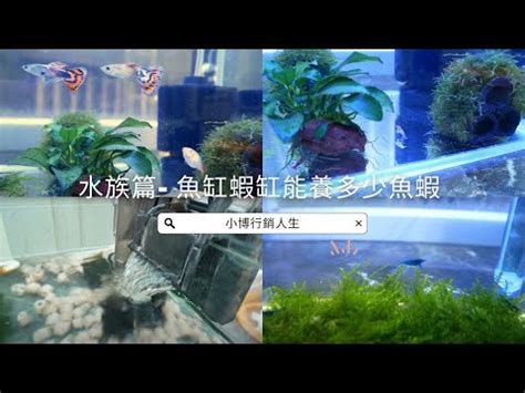 魚缸大小養魚數量|【魚要養幾隻比較好】家裡養幾條魚財運好？養單數吉利還是雙。